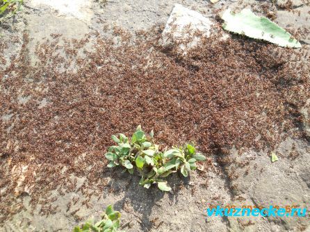 Нашествие рыжих муравьёв