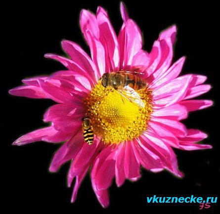 Пчёлки_на_астре