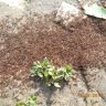 Нашествие рыжих муравьёв