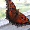 Бабочка на окне, Крапивница