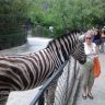 Любопытная зебра