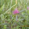 Лесной цветок. Клевер розовый гибридный