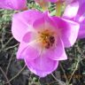 Пчела в цветке Безвременника