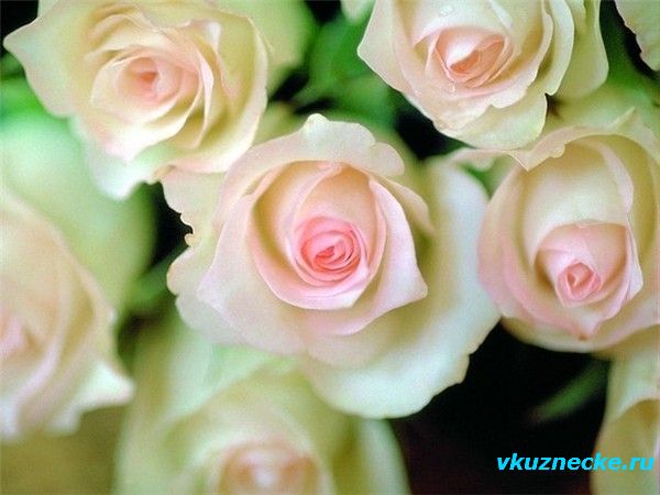 Розы нежно-бел с розов тол.jpg  r 2.jpg