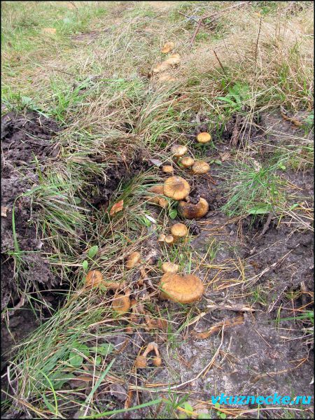 Кто сказал, что грибы на дороге не растут.