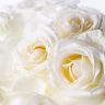 Белые нежные Розы.jpg