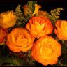 72311448_yu     !!!.jpg Розы оранжевые!.jpg