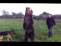 Такого медведя я вижу в первый раз