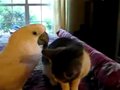 Kitten and Parrot (Parrot digs his new friend) Кот и Какаду